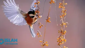 Adami Aur Janwar Ka Jhoota